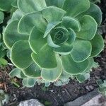 Aeonium balsamiferum 叶