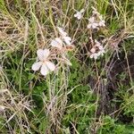 Pelargonium quinquelobatum Flors