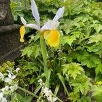 Iris orientalis Habit