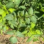 Solanum pimpinellifoliumBlatt