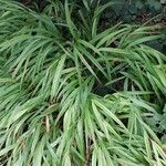 Hakonechloa macra Leaf