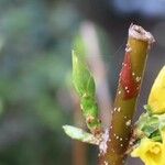 Forsythia × intermedia Sonstige