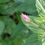 Epilobium roseum Квітка