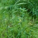 Bromus arvensis Foglia