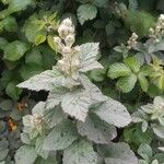 Rubus canescens 形態