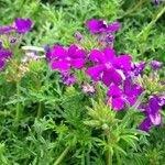 Glandularia tenera Flower