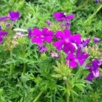 Verbena tenera 花