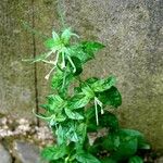 Epilobium roseum Fuelha