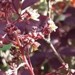 Cotinus coggygria Blomma