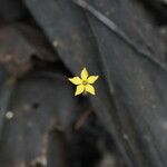 Voyria aphylla 花