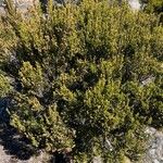 Erica reunionensis Feuille