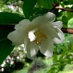 Philadelphus inodorus Blomst