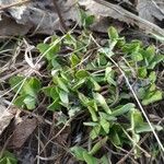 Trifolium subterraneum Blatt