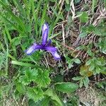 Iris graminea Flower