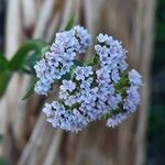 Valeriana dioicaFlower