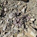 Crepis pygmaea Elinympäristö