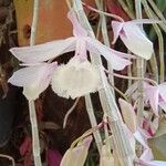 Dendrobium aphyllum Flower