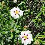 Cistus ladanifer ফুল