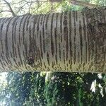 Betula maximowicziana 樹皮