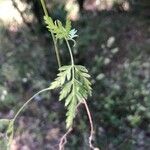 Torilis arvensis Leaf