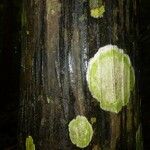 Oenocarpus bataua Bark