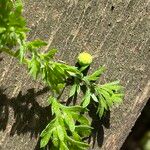 Cotula australis Leaf