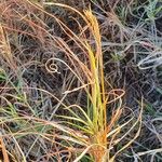 Themeda triandra 葉