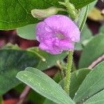 Tephrosia purpurea Blüte