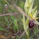 Ophrys sphegodes Floare