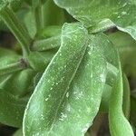 Calendula stellata Leaf