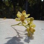 Azadirachta indica Flower