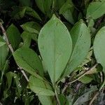 Clusia croatii Leaf