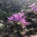 Colchicum lusitanum 花