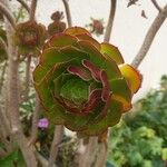 Aeonium arboreum Leaf