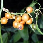 Smilax febrifuga Fruct