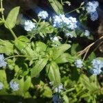 Myosotis latifolia পাতা