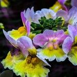 Proboscidea louisianica Цветок