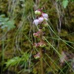 Pyrola minor Flors