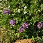 Astragalus danicus Vekstform