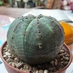 Euphorbia obesa Листок