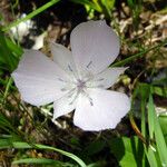 Calochortus uniflorus Blüte