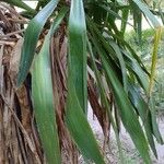 Yucca gloriosa 葉