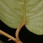 Coccoloba mollis Лист