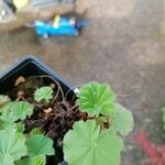 Alchemilla acutiloba Lapas