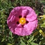 Cistus x purpureus फूल