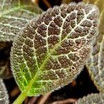 Episcia cupreata ᱥᱟᱠᱟᱢ