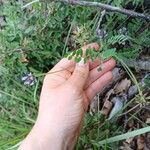 Astragalus stella Flower