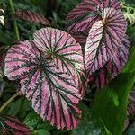 Begonia brevirimosa Leaf