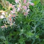 Oenothera suffrutescens Flor