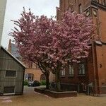 Prunus serrulata整株植物